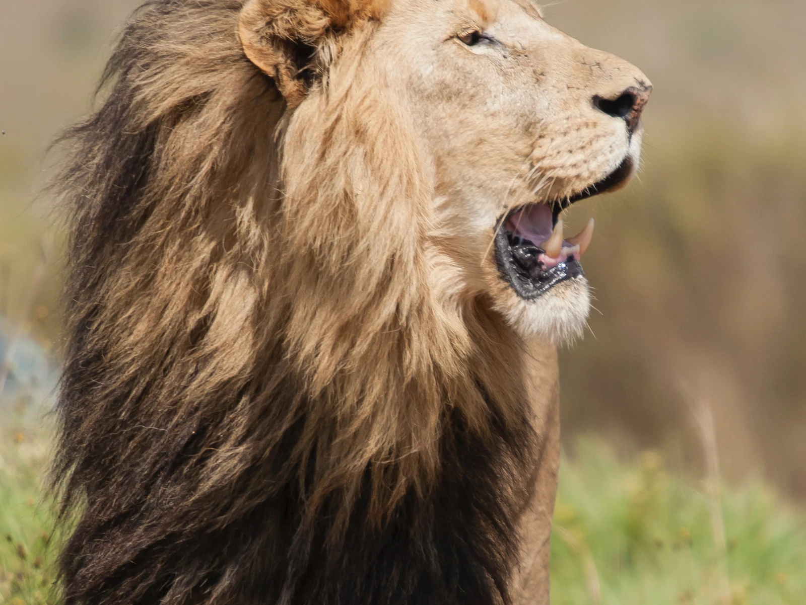 Leo Full Moon