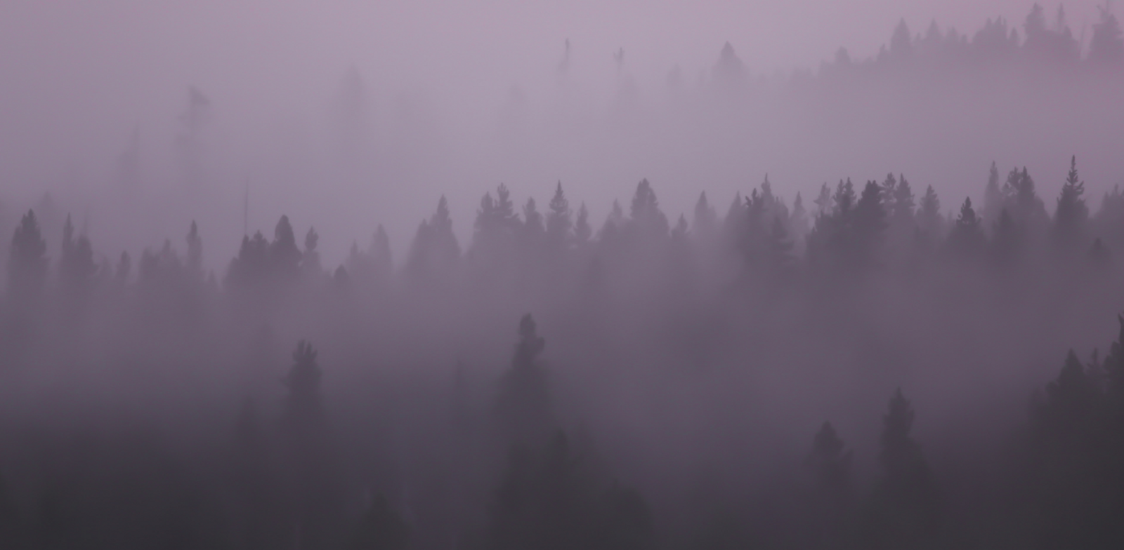 Purple Forest Background.png